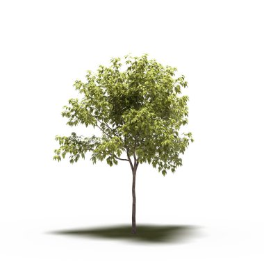 large tree with a shadow under it, isolated on white background, 3D illustration, cg render