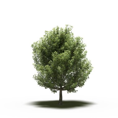 large tree with a shadow under it, isolated on white background, 3D illustration, cg render