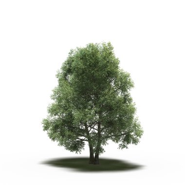 large tree with a shadow under it, isolated on white background, 3D illustration, cg render