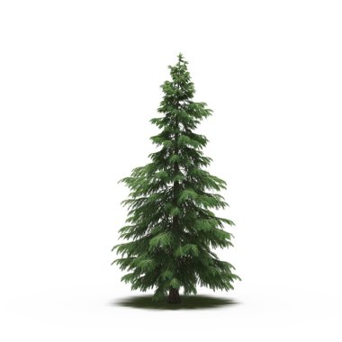 large conifer tree with a shadow under it, isolated on white background, 3D illustration, cg render