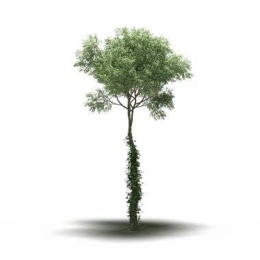large tree with a shadow under it, isolated on white background, 3D illustration, cg render
