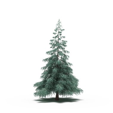 large conifer tree with a shadow under it, isolated on white background, 3D illustration, cg render