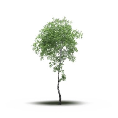 large tree with a shadow under it, isolated on white background, 3D illustration, cg render