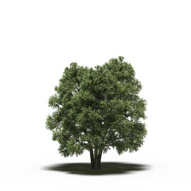 large tree with a shadow under it, isolated on white background, 3D illustration, cg render