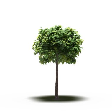 large tree with a shadow under it, isolated on white background, 3D illustration, cg render