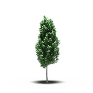 large tree with a shadow under it, isolated on white background, 3D illustration, cg render