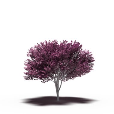 large tree with a shadow under it, isolated on white background, 3D illustration, cg render