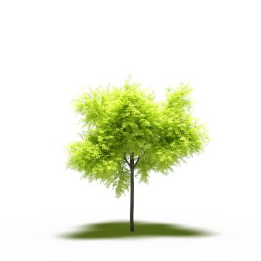 large tree with a shadow under it, isolated on white background, 3D illustration, cg render