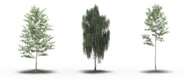 large trees with a shadow under it, isolated on white background, 3D illustration, cg render