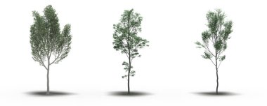 large trees with a shadow under it, isolated on white background, 3D illustration, cg render