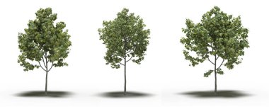 large trees with a shadow under it, isolated on white background, 3D illustration, cg render