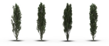 large trees with a shadow under it, isolated on white background, 3D illustration, cg render