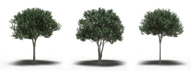 large trees with a shadow under it, isolated on white background, 3D illustration, cg render