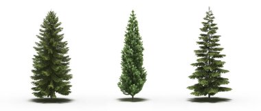 large trees with a shadow under it, isolated on white background, 3D illustration, cg render