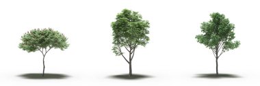 large trees with a shadow under it, isolated on white background, 3D illustration, cg render