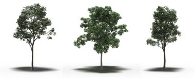 large trees with a shadow under it, isolated on white background, 3D illustration, cg render