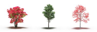 large trees with a shadow under it, isolated on white background, 3D illustration, cg render