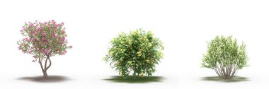 large trees with a shadow under it, isolated on white background, 3D illustration, cg render
