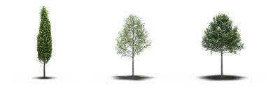 large trees with a shadow under it, isolated on white background, 3D illustration, cg render