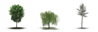 large trees with a shadow under it, isolated on white background, 3D illustration, cg render