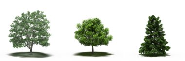 large trees with a shadow under it, isolated on white background, 3D illustration, cg render