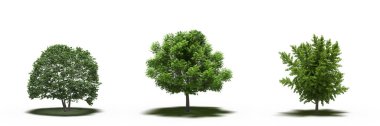 large trees with a shadow under it, isolated on white background, 3D illustration, cg render