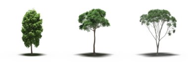 large trees with a shadow under it, isolated on white background, 3D illustration, cg render