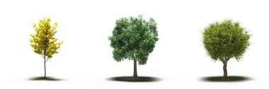 large trees with a shadow under it, isolated on white background, 3D illustration, cg render