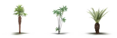 large palm trees with a shadow under it, isolated on white background, 3D illustration, cg render