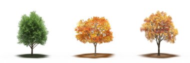 large trees with a shadow under it, isolated on white background, 3D illustration