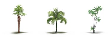 large palm trees with a shadow under it, isolated on white background, 3D illustration, cg render