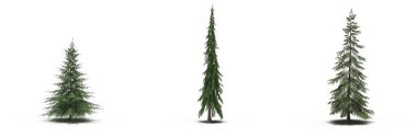 large conifer trees with a shadow under it, isolated on white background, 3D illustration