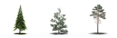 large conifer trees with a shadow under it, isolated on white background, 3D illustration
