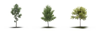 large trees with a shadow under it, isolated on white background, 3D illustration