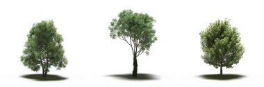 large trees with a shadow under it, isolated on white background, 3D illustration