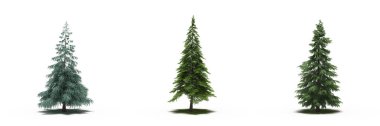 large conifer trees with a shadow under it, isolated on white background, 3D illustration