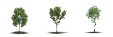 large trees with a shadow under it, isolated on white background, 3D illustration