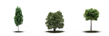 large trees with a shadow under it, isolated on white background, 3D illustration
