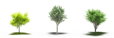 large trees with a shadow under it, isolated on white background, 3D illustration