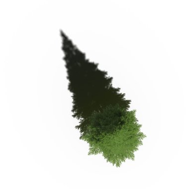 large tree with a shadow under it, isolated on white background, 3D illustration, top view