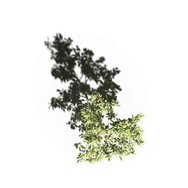 large tree with a shadow under it, isolated on white background, 3D illustration, top view