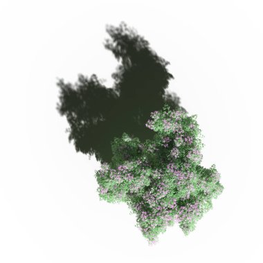 large tree with a shadow under it, isolated on white background, 3D illustration, top view
