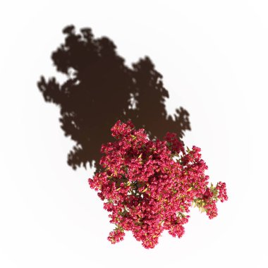 large trees with a shadow under it, isolated on white background, 3D illustration, top view