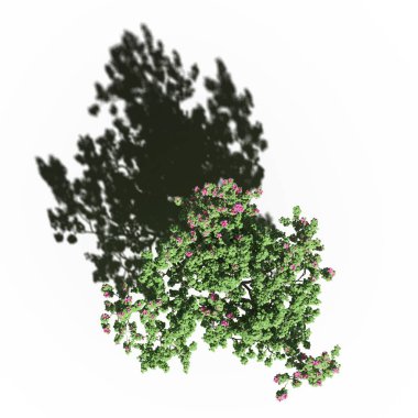 large tree with a shadow under it, isolated on white background, 3D illustration, top view