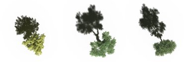 large trees with a shadow under it, isolated on white background, 3D illustration, top view