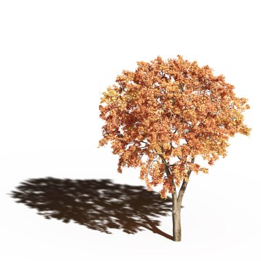 large tree with a shadow under it, isolated on white background, 3D illustration, cg render