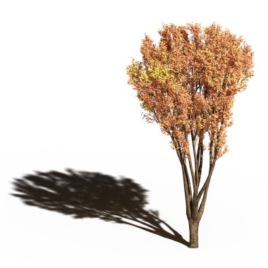 large tree with a shadow under it, isolated on white background, 3D illustration, cg render