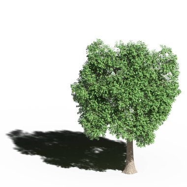 large tree with a shadow under it, isolated on white background, 3D illustration, cg render