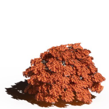 large tree with a shadow under it, isolated on white background, 3D illustration, cg render