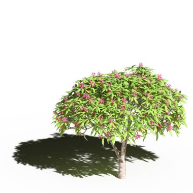 large tree with a shadow under it, isolated on white background, 3D illustration, cg render